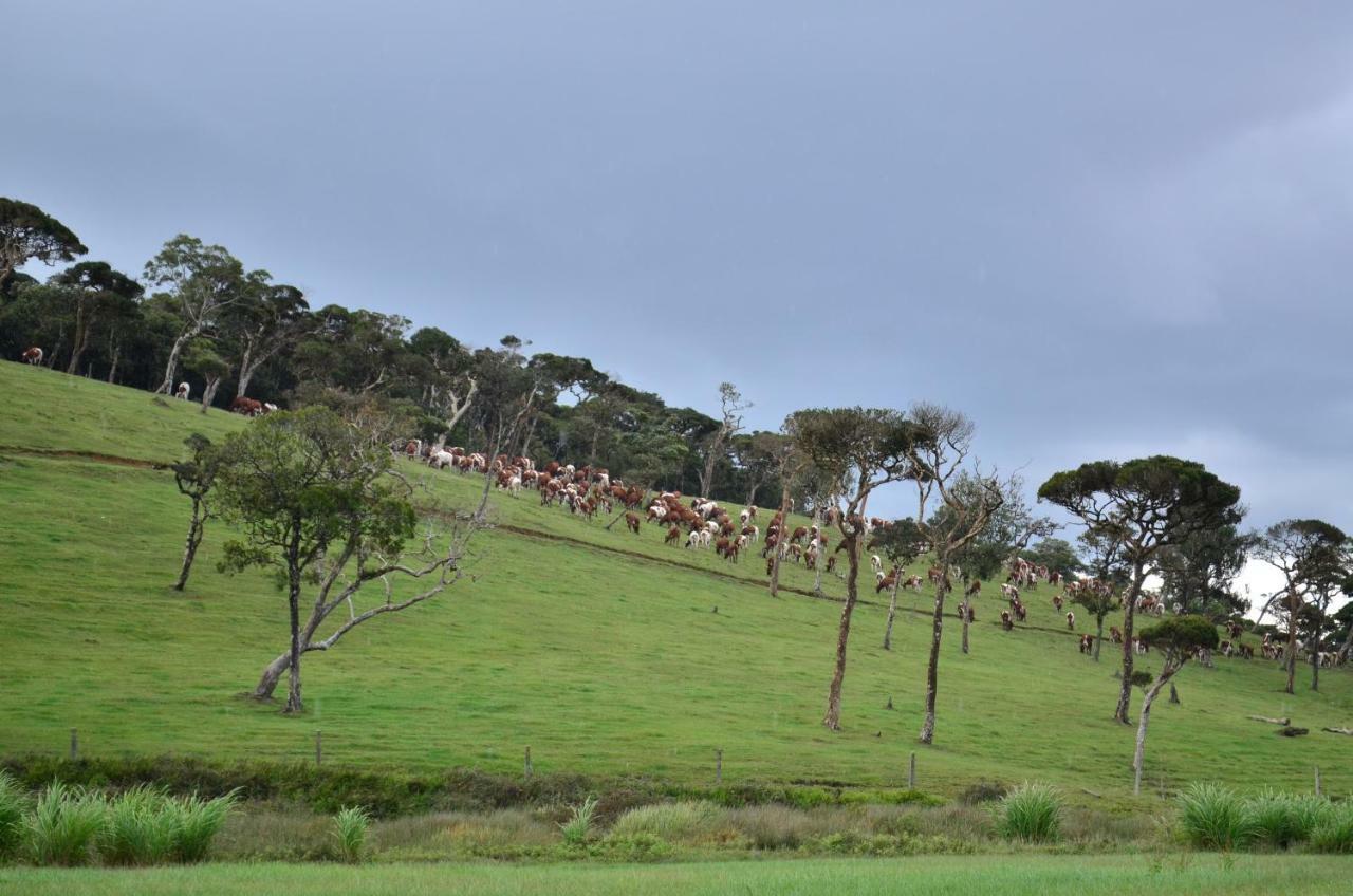 Yensfield Blackpool Nuwara Eliya Buitenkant foto