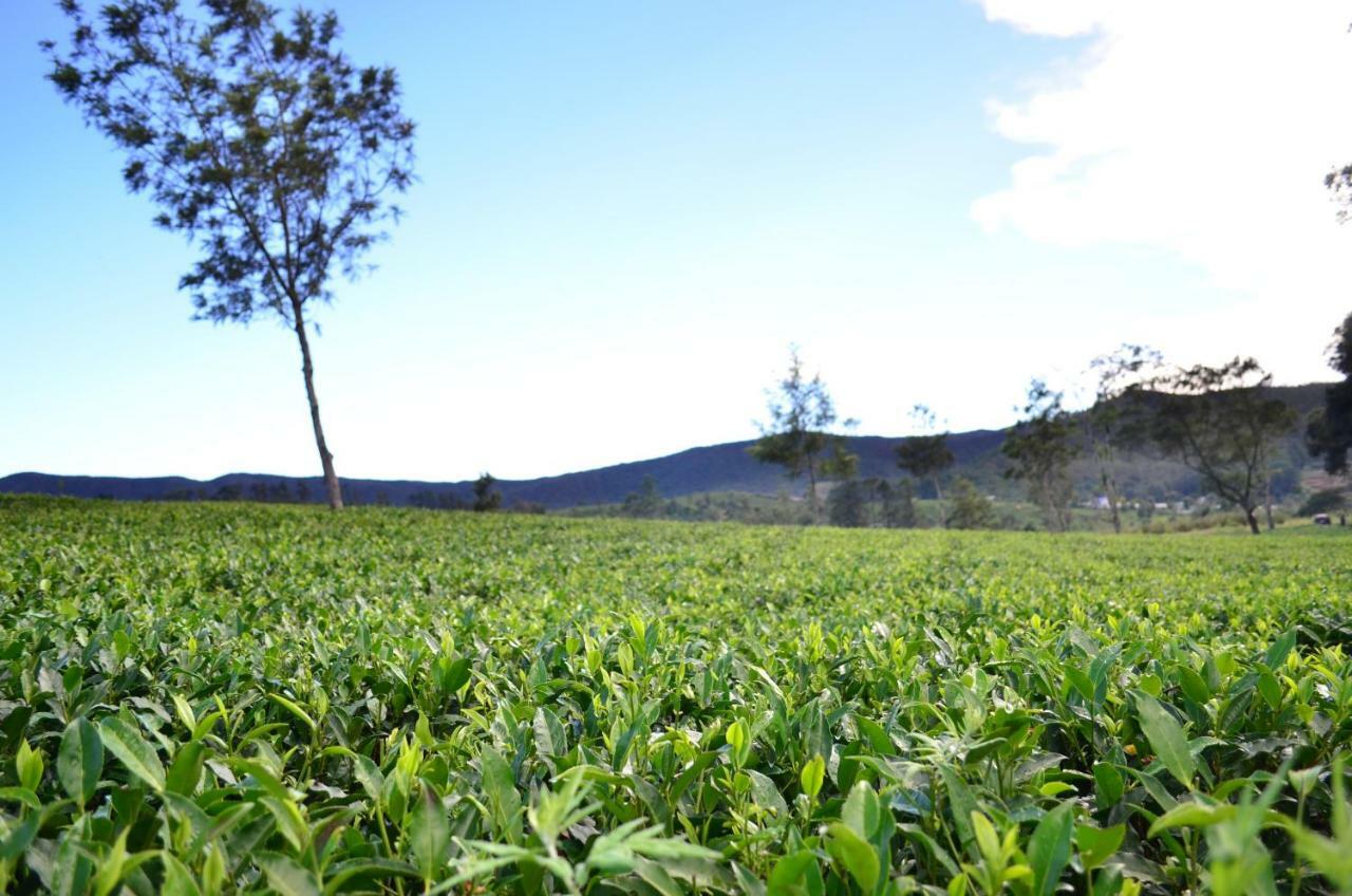 Yensfield Blackpool Nuwara Eliya Buitenkant foto